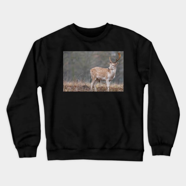 Majestic fallow deer Crewneck Sweatshirt by AYatesPhoto